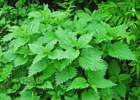 Крапива двудомная  (лат.Urtícadióica) 