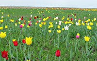 Тюльпа́н Шренка(лат. Tulipasuaveolens)