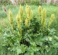 Щаве́ль ко́нский (лат. Rúmexconfértus) 