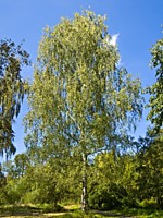 Берёза повислая(лат.Betulapendula)