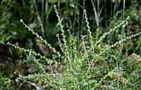 Липучка обыкновенная (Láppulasquarrósa)  