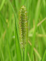Щетинник зеленый (Setariaviridis (L.)Beauv.)